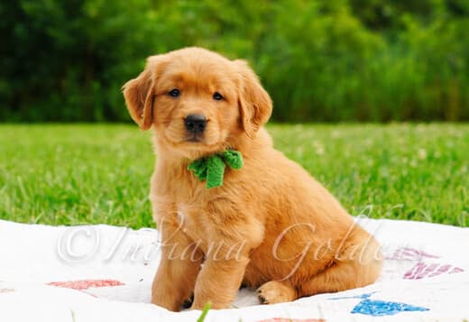 Golden Retriever Breeders Indiana: Trusted Experts in Puppy Care
