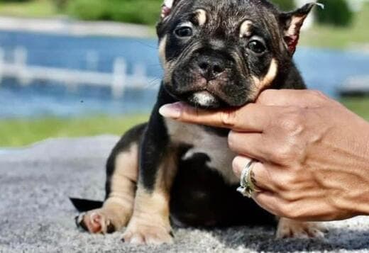 Premium Quality American Bully Puppies for Sale