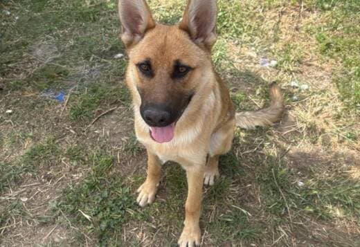 Male german shepherd needs home