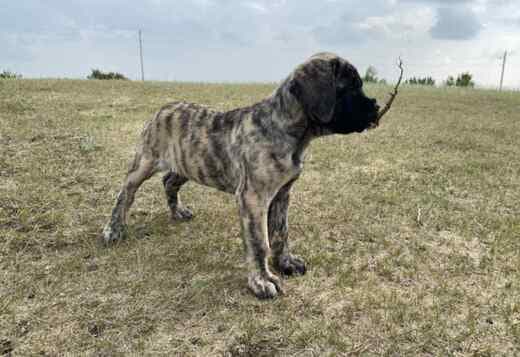 English Mastiff Puppies