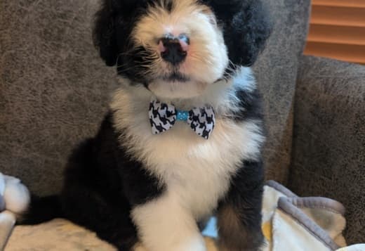 Bernedoodles - F1