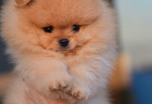 Pomeranian Spitz puppies