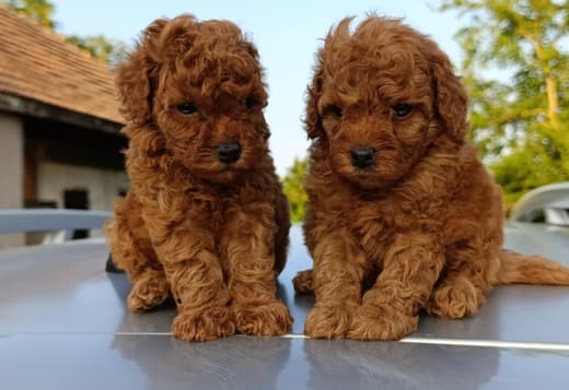 Toy Red Poodle – Beautiful Puppies for Sale