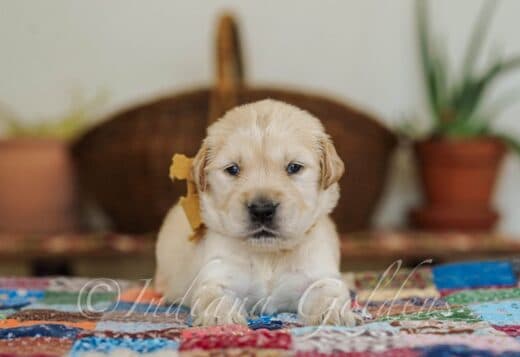 English Golden Retriever: Raised with Care at Indiana Goldens