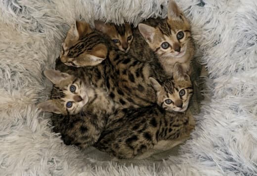 Bengal Kittens For Sale