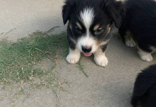 Australian Shepherd puppies ready for loving homes