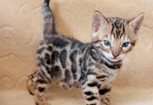 Bengal Kittens