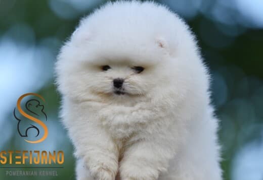Pomeranian Spitz puppies