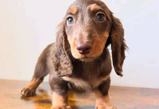 Miniature dachshund puppy