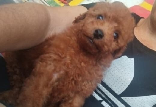 Red TOY PUDLE, beautiful puppies