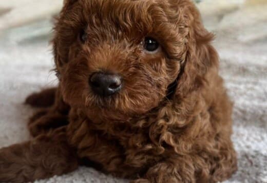 Red Poodle – Puppies for Sale