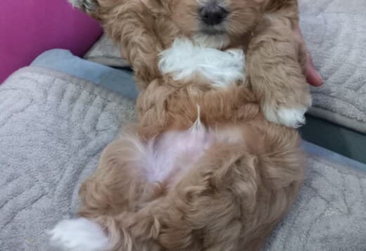 Maltipoo puppies for sale