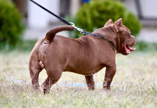 American Bully puppies