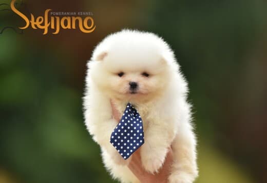 Pomeranian Spitz puppies