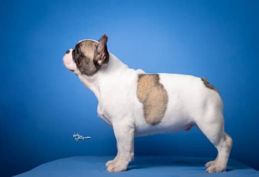 French Bulldog puppies