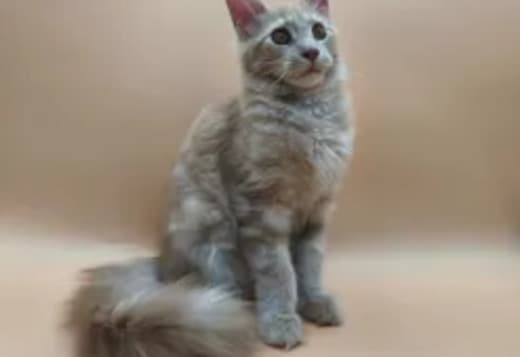 Maine Coon Kittens for Adoption: Quality Breeding for Perfect Family