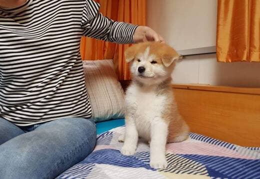 CKC Reg Pubred Akita Inu Puppies