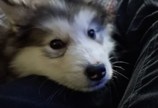 CKC Purebred Alaskan Malamute Puppies