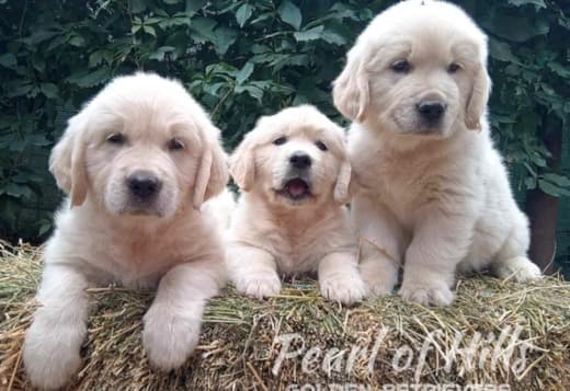 Golden Retriever – Beautiful Puppies