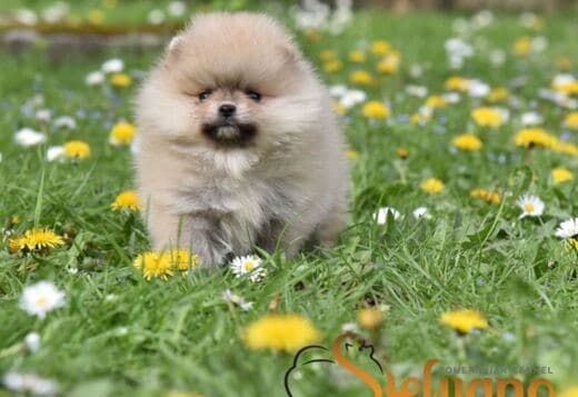 Pomeranian Spitz puppies