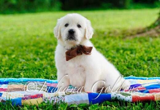 English Golden Retriever: Friendly, Loyal Companions for Your Home
