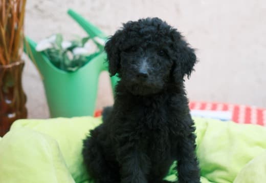 Royal Poodle Puppies