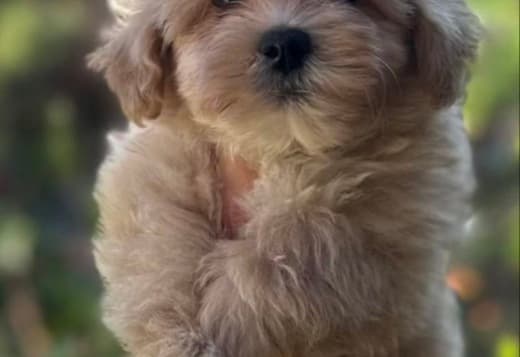 Maltipoo puppies for sale