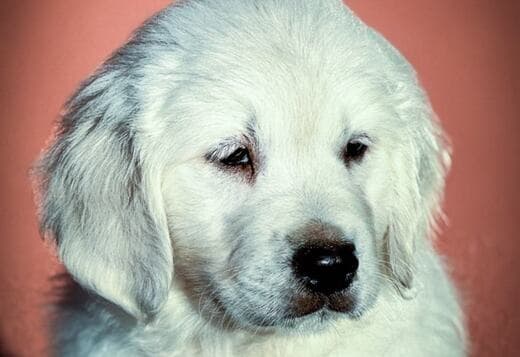 Golden Retriever puppies