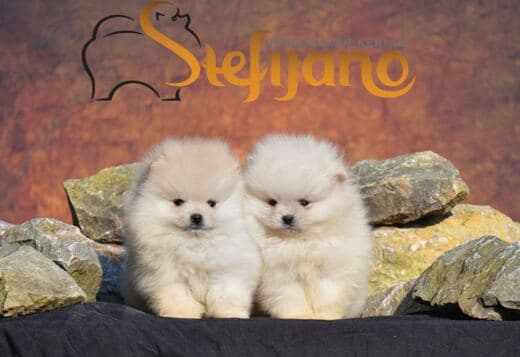 Pomeranian Spitz puppies