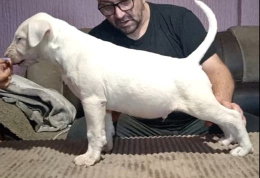 Bull terrier puppies for sale