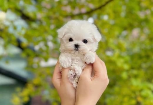 Adorable Maltese Puppies for sale. Business Whatsapp :+447392009828