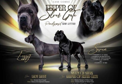 Cane Corso puppies for sale