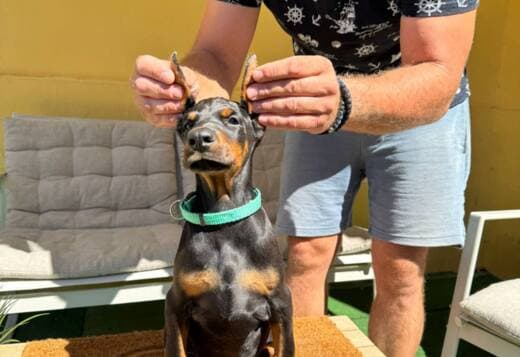 Doberman puppies for sale