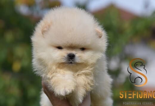 Pomeranian Spitz puppies