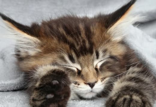 1 boy available We have a litter of Maine coon kittens.