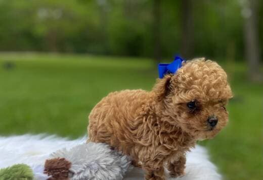 AKC purebred toy poodle puppies.