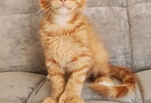 Magnificent Maine coon kittens