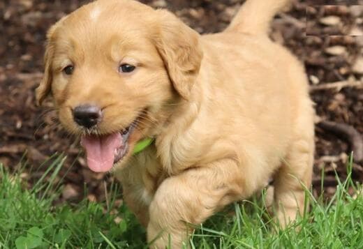 Full breed Golden retriever puppies all available now