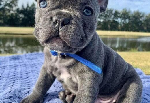 French bulldog puppies all sex available now