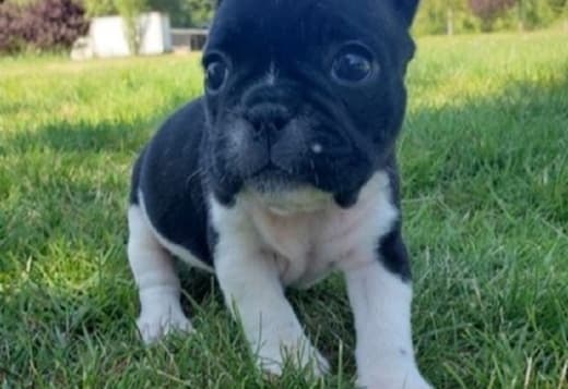 Talented French bulldog puppies ready now