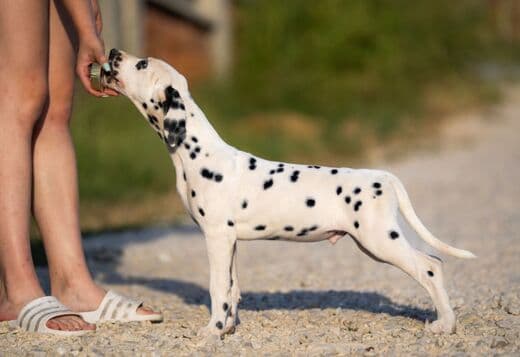 Dalmatian puppies for sale