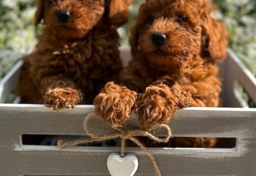 Toy and Mini Poodle Puppies