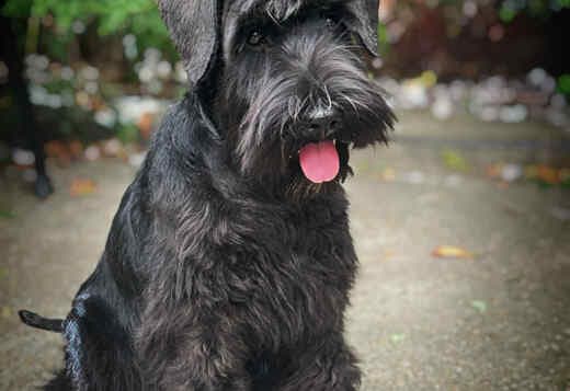 Black Miniature Schnauzer Puppies