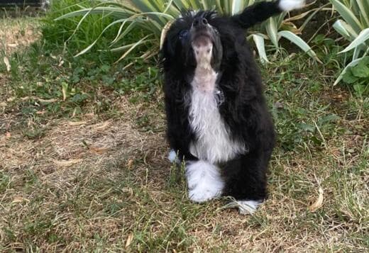 Chinese Crested Dog – Puppies