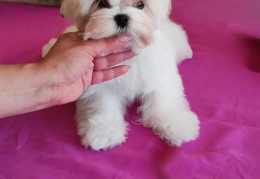 Maltese, excellent bloodlines