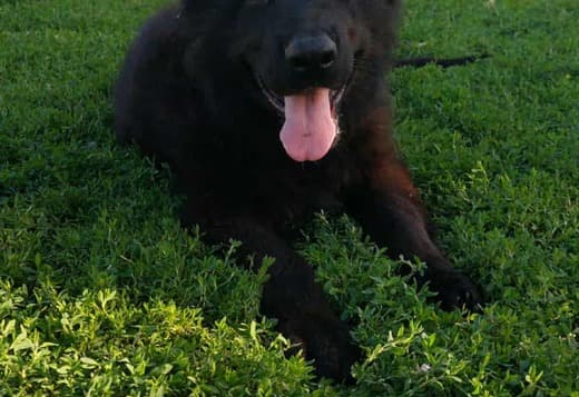 Long-Haired German Shepherd – Puppies