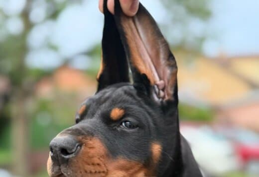 Doberman puppies for sale