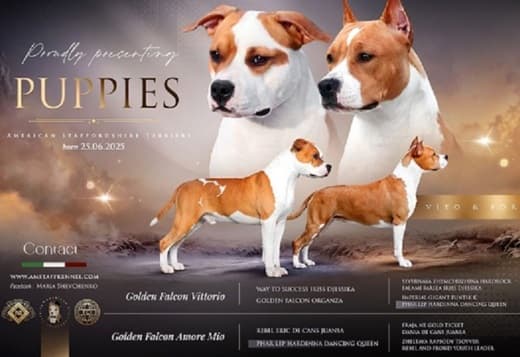 American staffordshire terriers