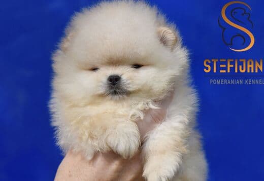 Pomeranian Spitz puppies