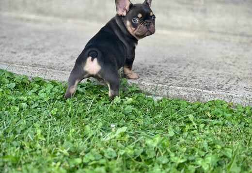 French Bulldogs – EXOTIC TOP QUALITY